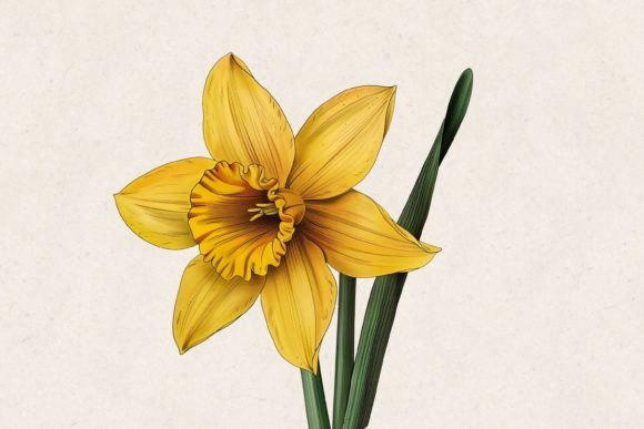 Download Yellow Daffodil Flower PNG - Yellow daffodil Collection