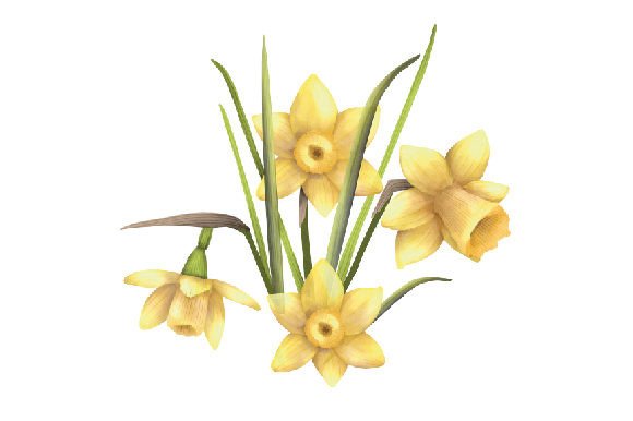 Download Bouquet of Yellow Daffodil Flowers, Watercolor - Premium Resources