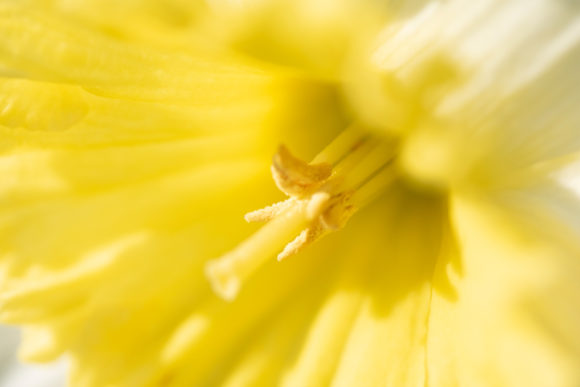 Download Close Up of a Yellow Daffodil Flower JPG - Premium Resources